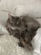 Maine Coon Cats for sale in Denver, Colorado. price: $10