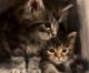 Maine Coon Cats for sale in Chicago, Illinois. price: $500
