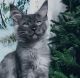 Maine Coon Cats for sale in Gaylord, MI 49735, USA. price: $3,300