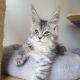 Maine Coon Cats for sale in California Coastal Trl, San Francisco, CA 94129, USA. price: $750