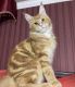Maine Coon Cats for sale in New York City, New York. price: $700