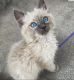 Maine Coon Cats for sale in Lansing, Michigan. price: $450