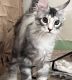 Maine Coon Cats for sale in Warren, Ohio. price: $2,100