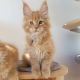 Maine Coon Cats for sale in California Coastal Trl, San Francisco, CA 94129, USA. price: $750
