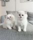 Maine Coon Cats for sale in Jackson, Mississippi. price: $500