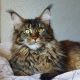 Maine Coon Cats for sale in Los Angeles, California. price: $2,000