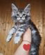 Maine Coon Cats for sale in Hampton, Florida. price: $500