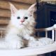 Maine Coon Cats for sale in San Jose, California. price: NA