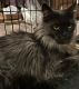 Maine Coon Cats for sale in Warren, Ohio. price: $1,500