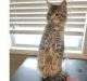 Maine Coon Cats for sale in Athens, Kentucky. price: $500