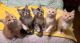 Maine Coon Cats for sale in Chicago, Illinois. price: $300