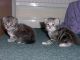 Maine Coon Cats for sale in Claymont, DE 19703, USA. price: $160