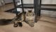 Maine Coon Cats for sale in Bolivia, North Carolina. price: $1,500