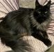 Maine Coon Cats for sale in Warren, Ohio. price: $1,200