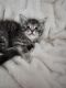 Maine Coon Cats for sale in Windsor, Virginia. price: NA