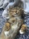 Maine Coon Cats for sale in Cranbourne, Victoria. price: $700