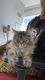 Maine Coon Cats for sale in New Rochelle, New York. price: $2,000