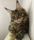 Maine Coon Cats for sale in Albany, New York. price: $750