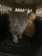 Maine Coon Cats for sale in Chantilly, Virginia. price: $1,800