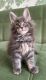 Maine Coon Cats for sale in Los Angeles, California. price: $3,000