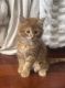 Maine Coon Cats for sale in Elk River, Minnesota. price: $200