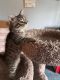 Maine Coon Cats for sale in Johnstown, NY 12095, USA. price: $1,000