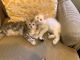 Maine Coon Cats for sale in Franklinville, New Jersey. price: $1,850
