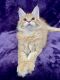 Maine Coon Cats for sale in Huntingdon Valley, Bryn Athyn, PA, USA. price: $1,300