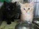 Maine Coon Cats for sale in Long Beach, CA, USA. price: NA