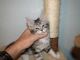 Maine Coon Cats for sale in Jackson, MS, USA. price: $300