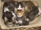 Maine Coon Cats for sale in Springfield, IL, USA. price: NA