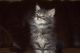 Maine Coon Cats for sale in Springfield, OH, USA. price: NA