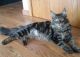 Maine Coon Cats for sale in Huntsville, AL, USA. price: NA