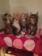 Maine Coon Cats for sale in Anaheim, CA, USA. price: NA