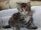 Maine Coon Cats for sale in Brandon, FL, USA. price: NA