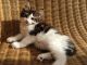 Maine Coon Cats for sale in Aladdin, WY 82710, USA. price: NA