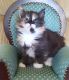 Maine Coon Cats for sale in Burlington, WI 53105, USA. price: NA