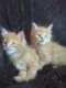 Maine Coon Cats for sale in Fayetteville, NC, USA. price: NA