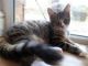 Maine Coon Cats for sale in Alderson, WV 24910, USA. price: NA