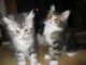 Maine Coon Cats for sale in North Charleston, SC, USA. price: NA