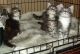 Maine Coon Cats for sale in Pittsburgh, PA, USA. price: $400