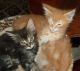 Maine Coon Cats for sale in Wilmington, NC, USA. price: $300