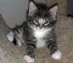 Maine Coon Cats for sale in Savannah, GA, USA. price: NA