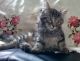 Maine Coon Cats for sale in Honolulu, HI, USA. price: NA