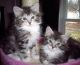 Maine Coon Cats for sale in Gainesville, FL, USA. price: NA