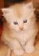 Maine Coon Cats for sale in Bakersfield, CA, USA. price: NA