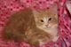 Maine Coon Cats for sale in Syracuse, NY, USA. price: NA