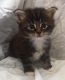 Maine Coon Cats for sale in Fairhope, AL 36532, USA. price: NA