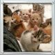 Maine Coon Cats for sale in Washington, DC, USA. price: $240