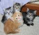 Maine Coon Cats for sale in Jersey City, NJ, USA. price: NA